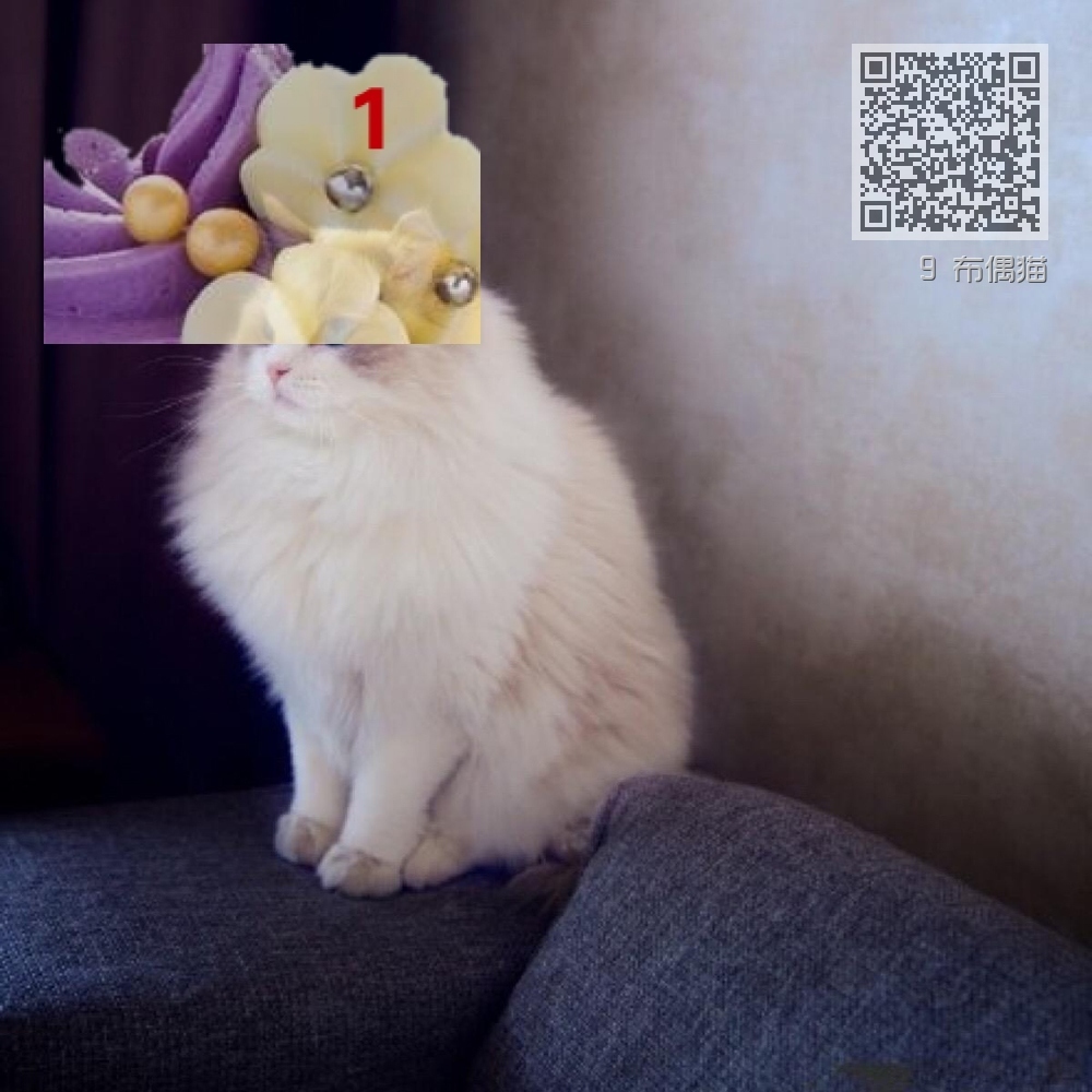 9 布偶猫 9 布偶猫