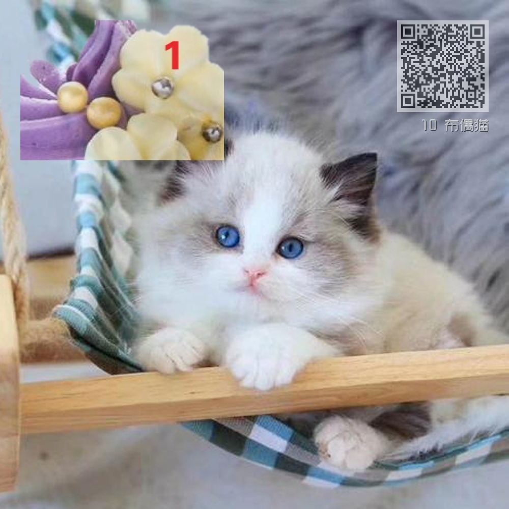 10 布偶猫 10 布偶猫