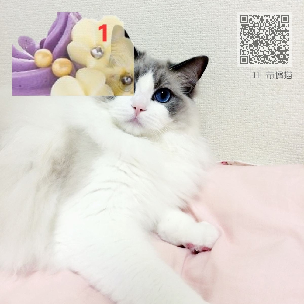 11 布偶猫 11 布偶猫