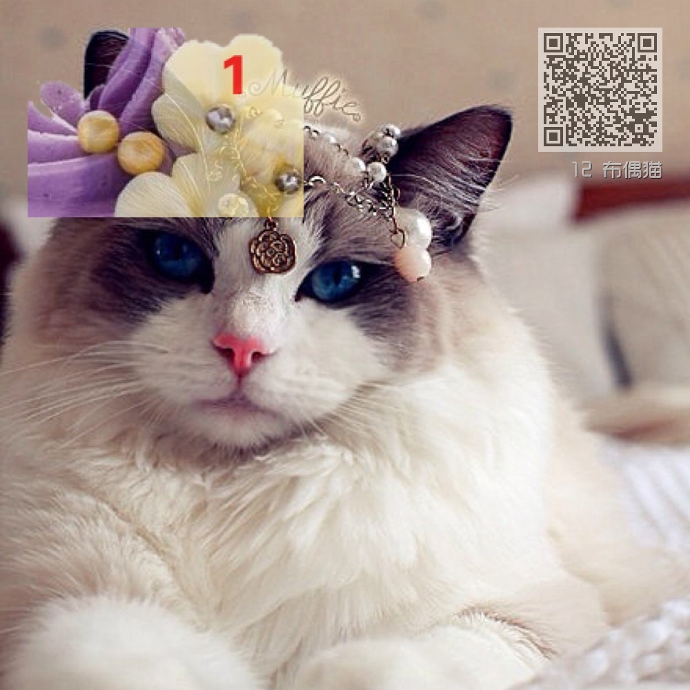 12 布偶猫 12 布偶猫