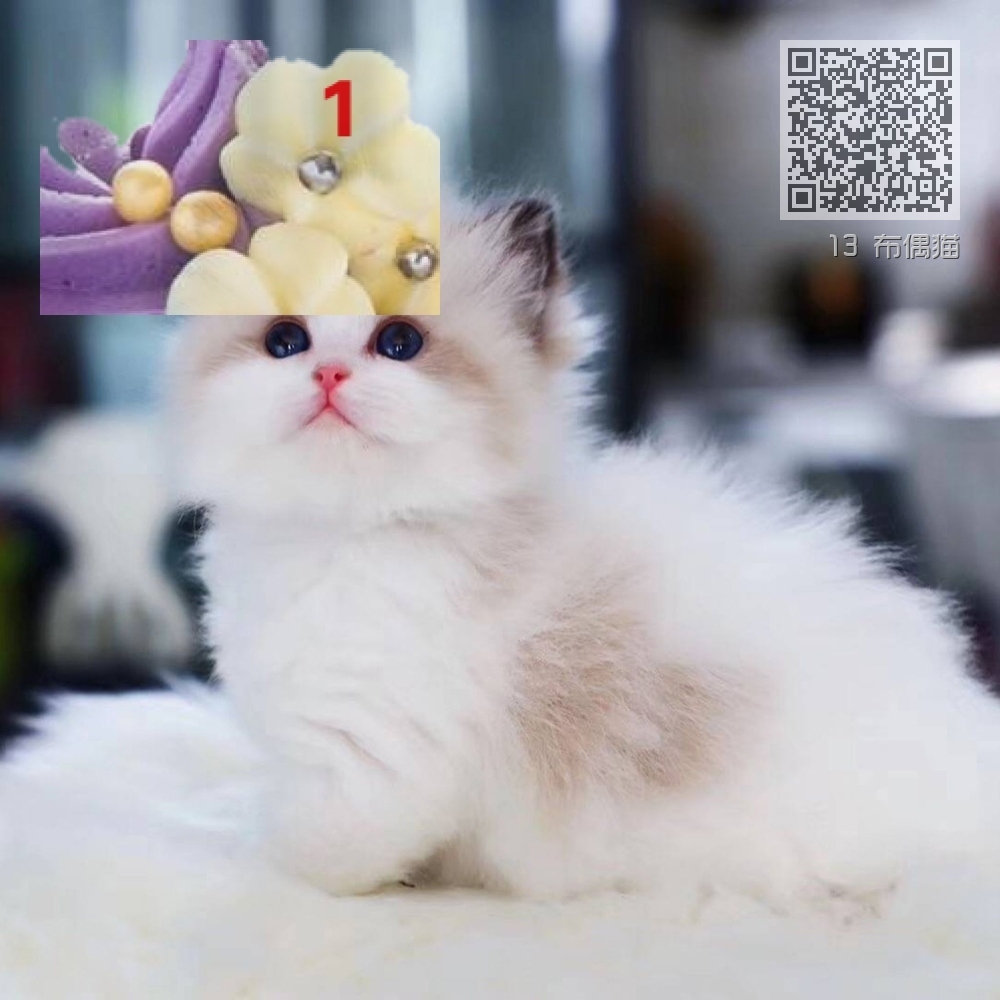 13 布偶猫 13 布偶猫