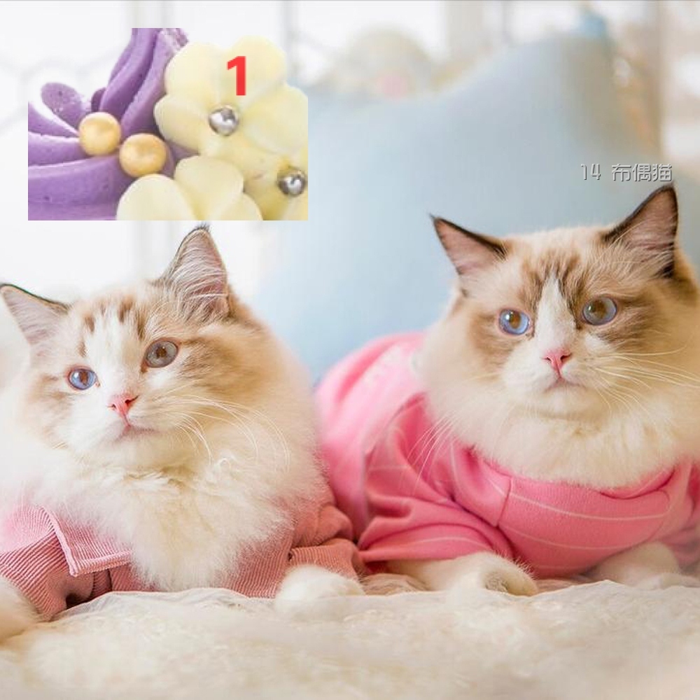 14 布偶猫 14 布偶猫