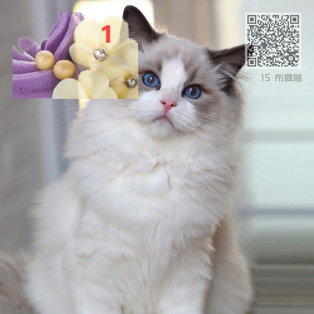 15 布偶猫 15 布偶猫