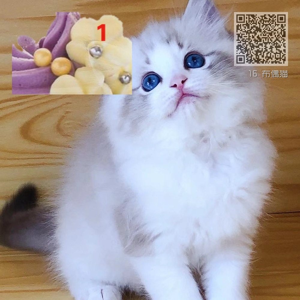 16 布偶猫 16 布偶猫