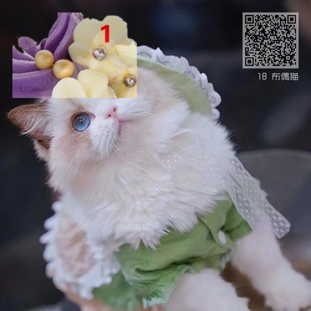 18 布偶猫 18 布偶猫