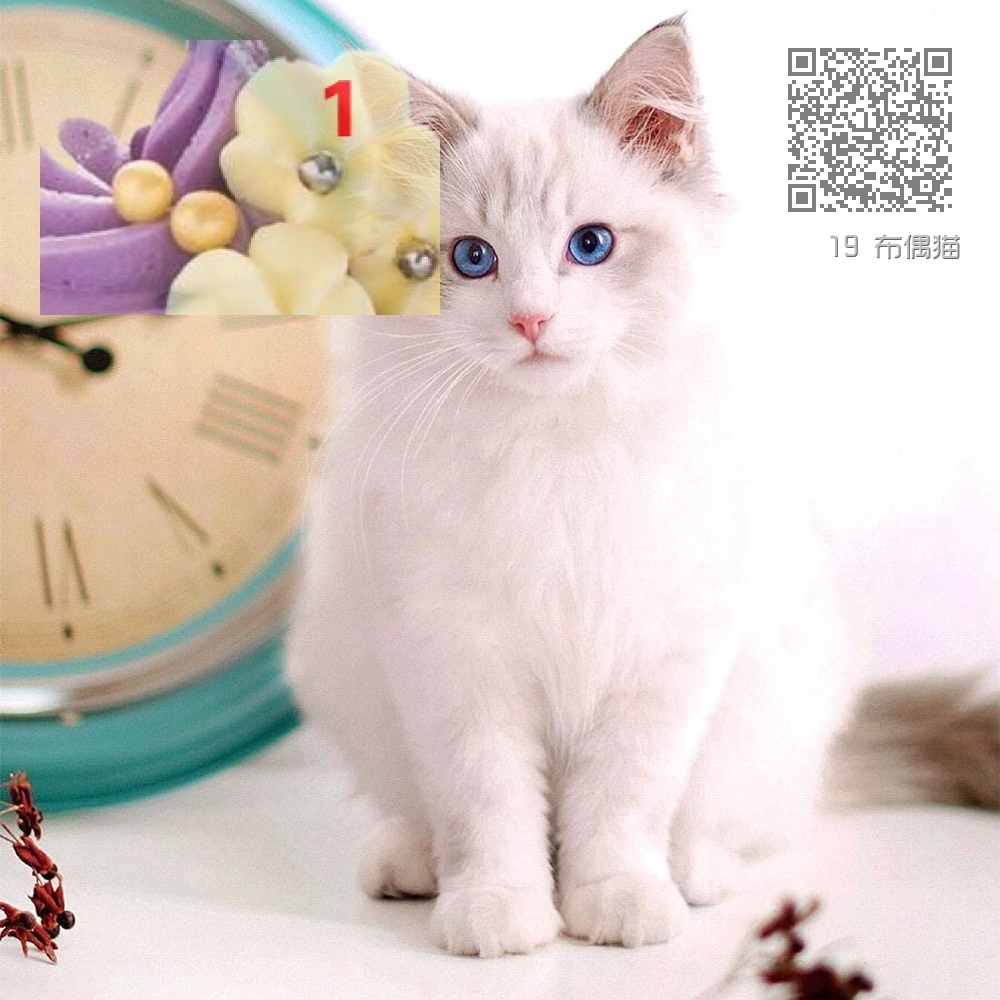 19 布偶猫 19 布偶猫