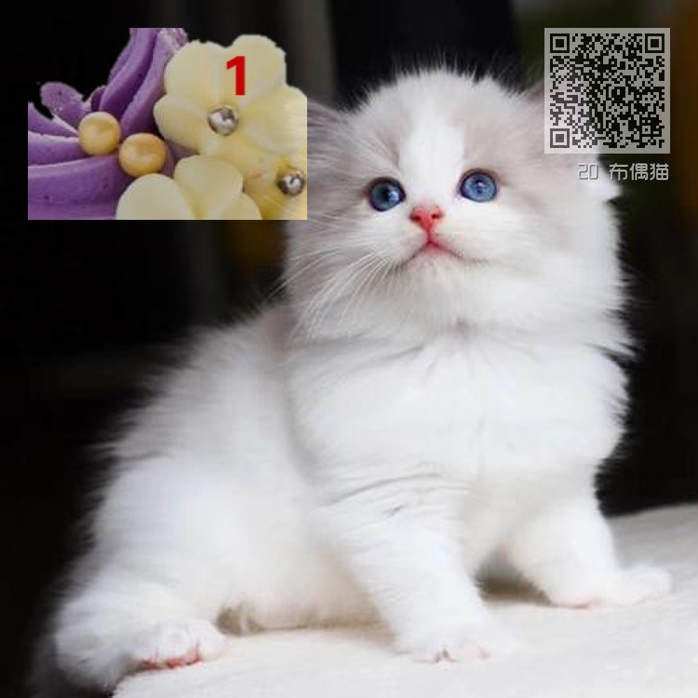 20 布偶猫 20 布偶猫