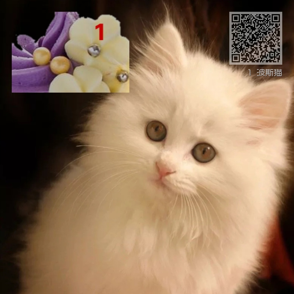 1 波斯猫 1 波斯猫