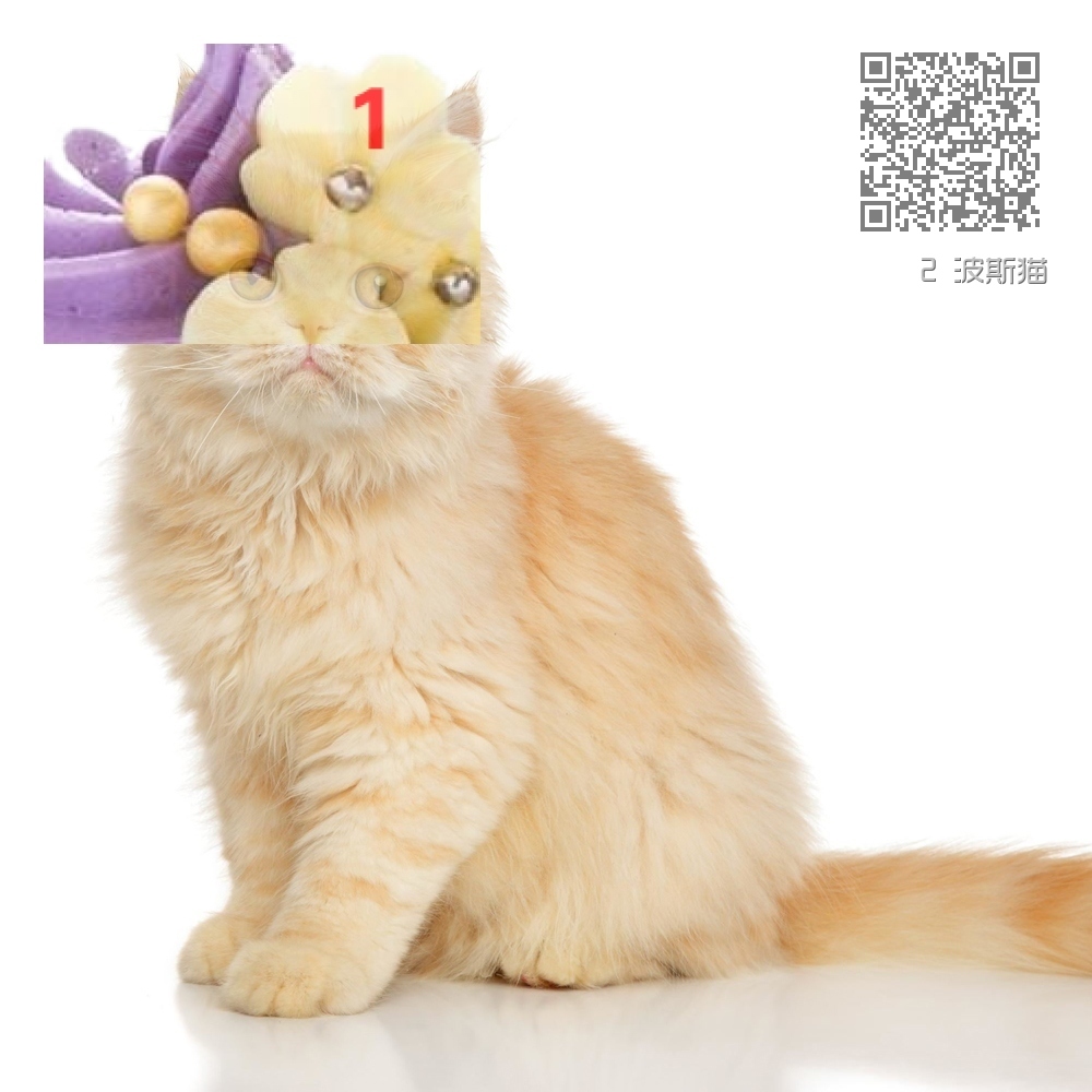 2 波斯猫 2 波斯猫