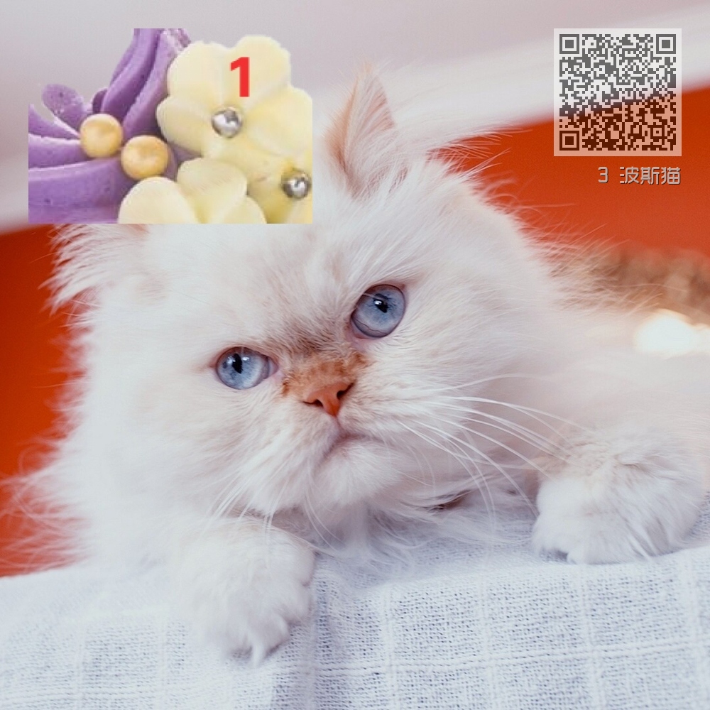 3 波斯猫 3 波斯猫