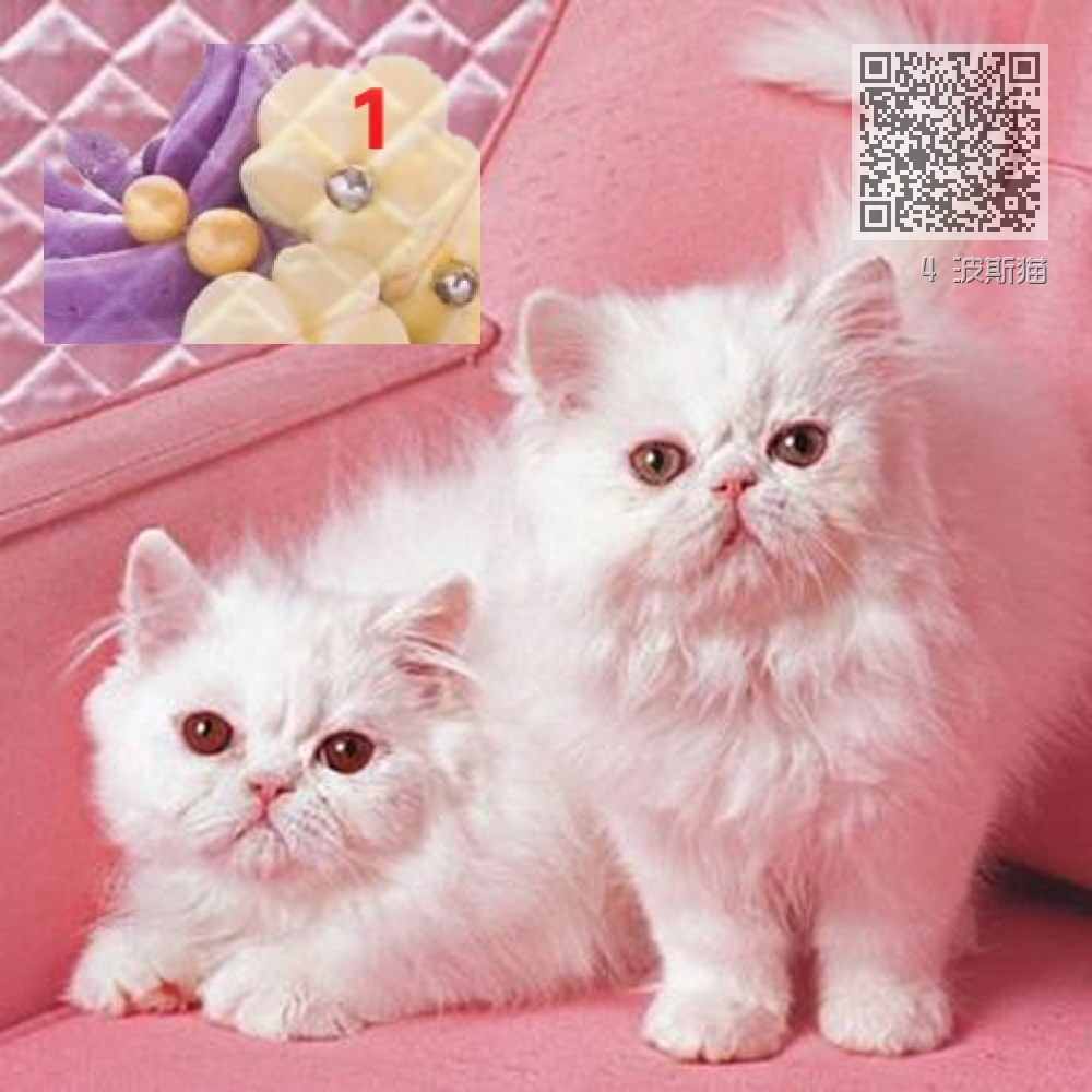 4 波斯猫 4 波斯猫