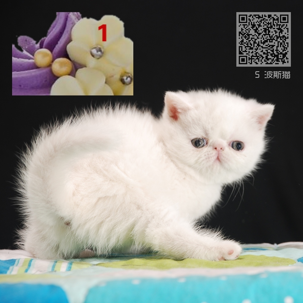 5 波斯猫 5 波斯猫