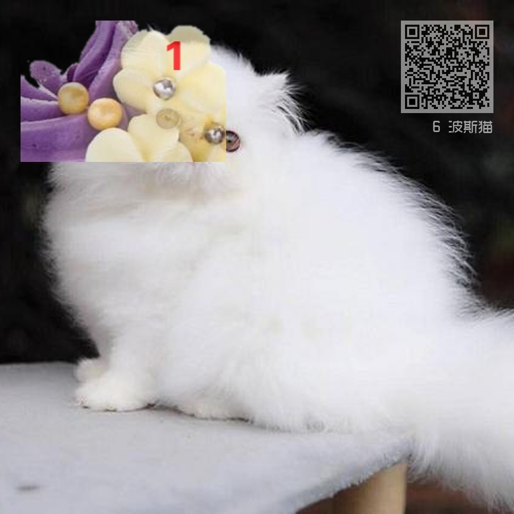 6 波斯猫 6 波斯猫