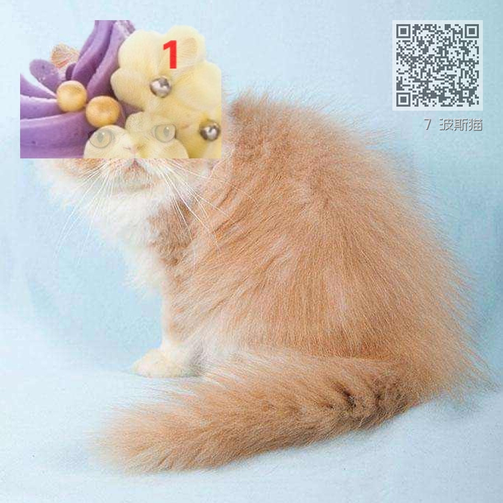 7 波斯猫 7 波斯猫