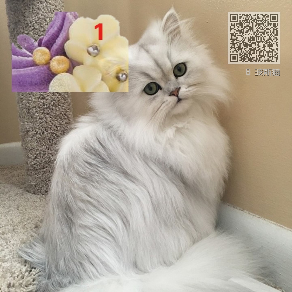8 波斯猫 8 波斯猫