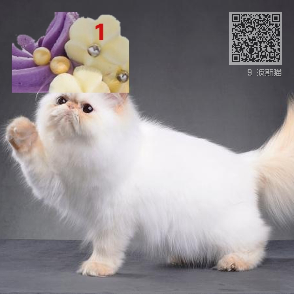 9 波斯猫 9 波斯猫