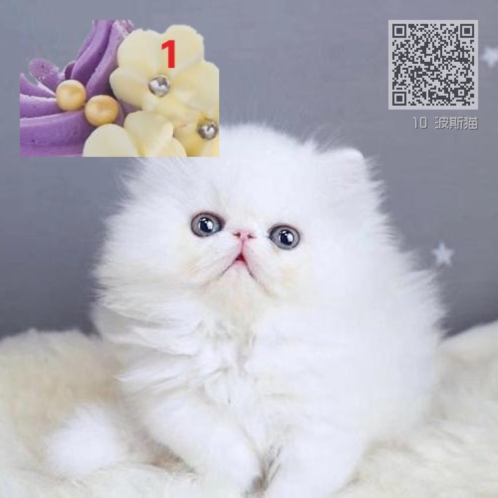 10 波斯猫 10 波斯猫