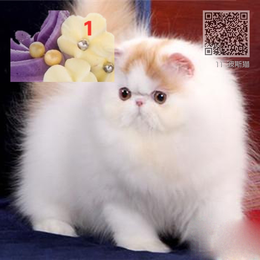 11 波斯猫 11 波斯猫