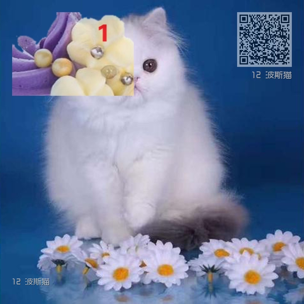 12 波斯猫 12 波斯猫