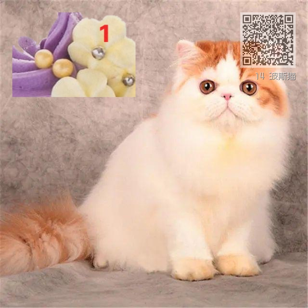 14 波斯猫 14 波斯猫