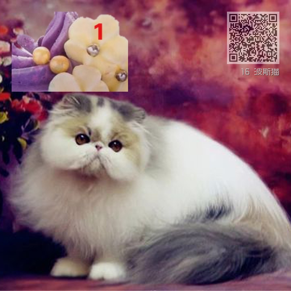 16 波斯猫 16 波斯猫