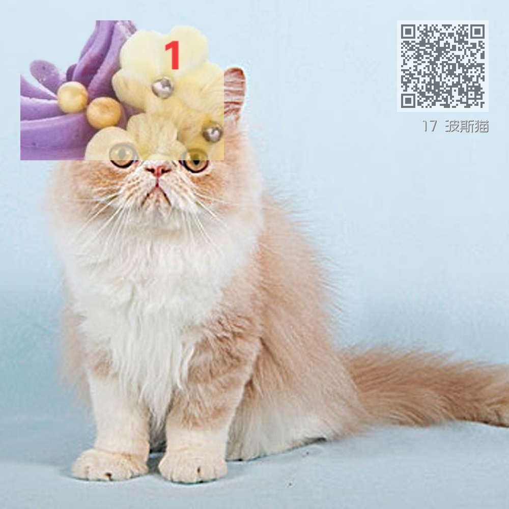 17 波斯猫 17 波斯猫