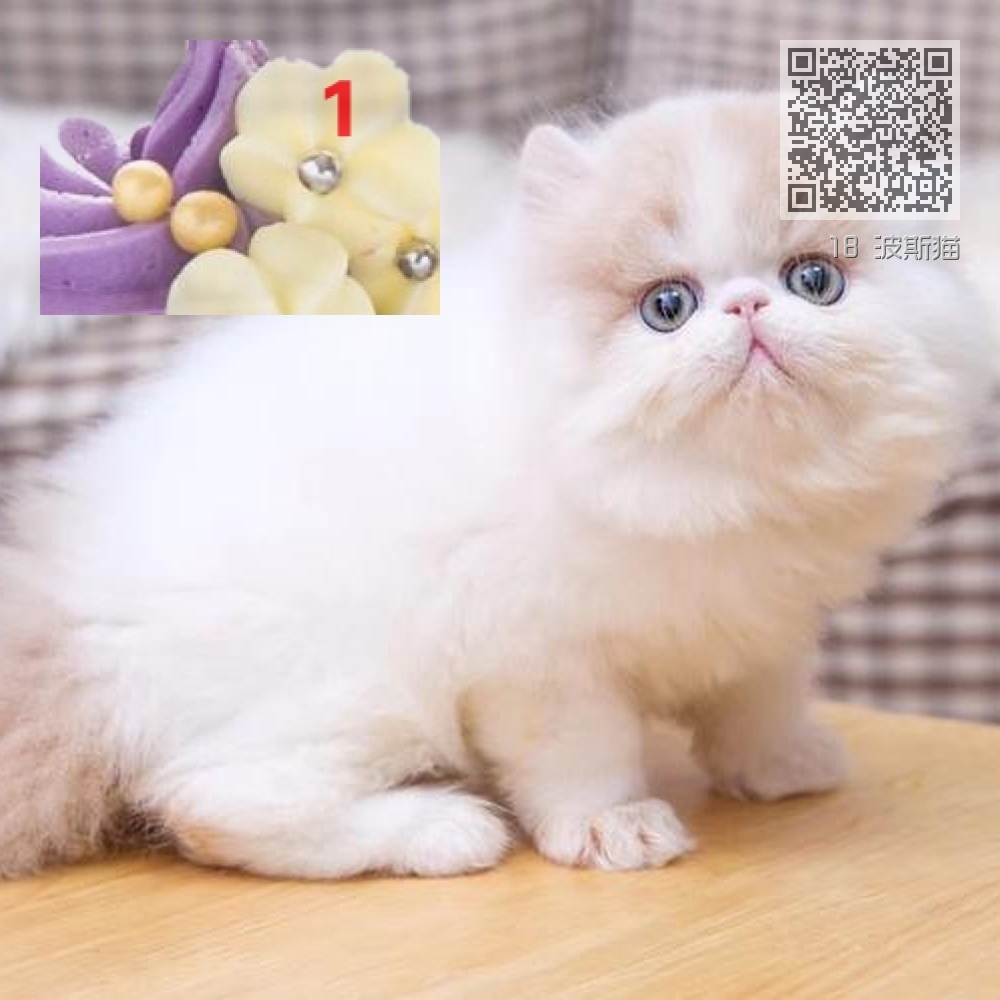 18 波斯猫 18 波斯猫