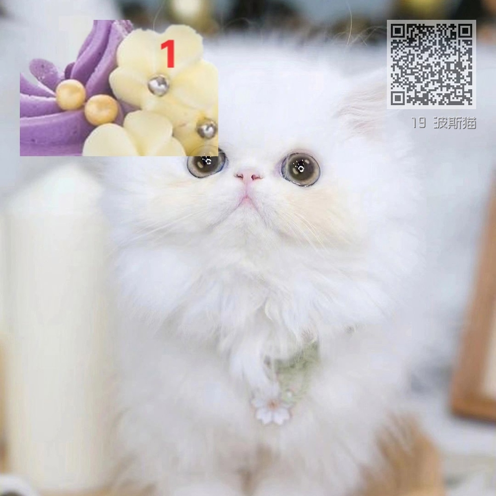 19 波斯猫 19 波斯猫
