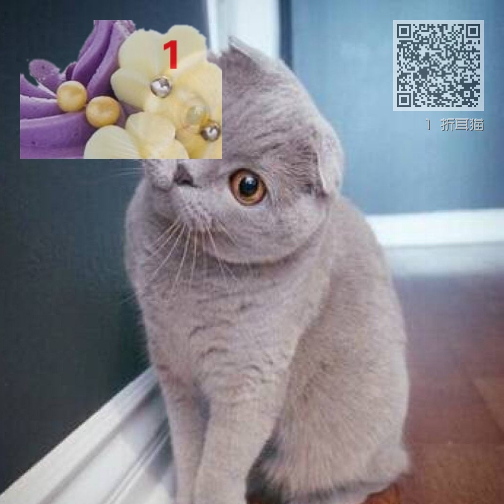 1 折耳猫 1 折耳猫