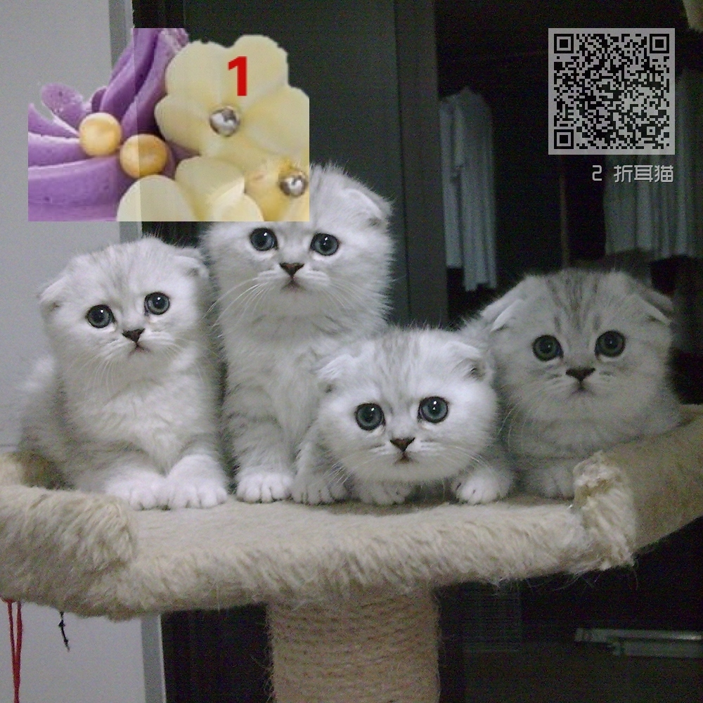 2 折耳猫 2 折耳猫