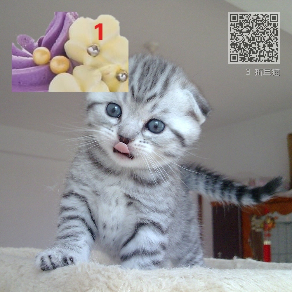 3 折耳猫 3 折耳猫