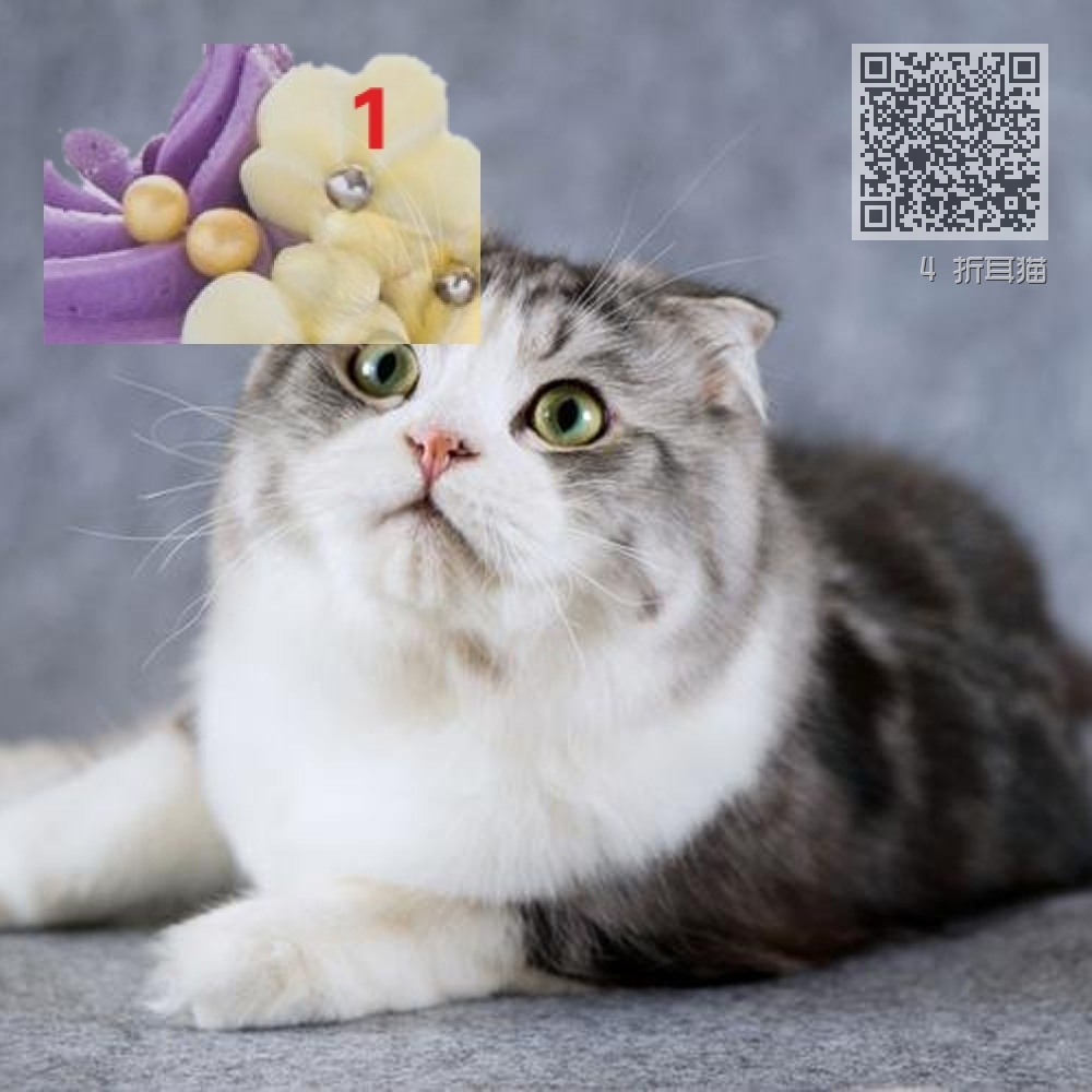 4 折耳猫 4 折耳猫