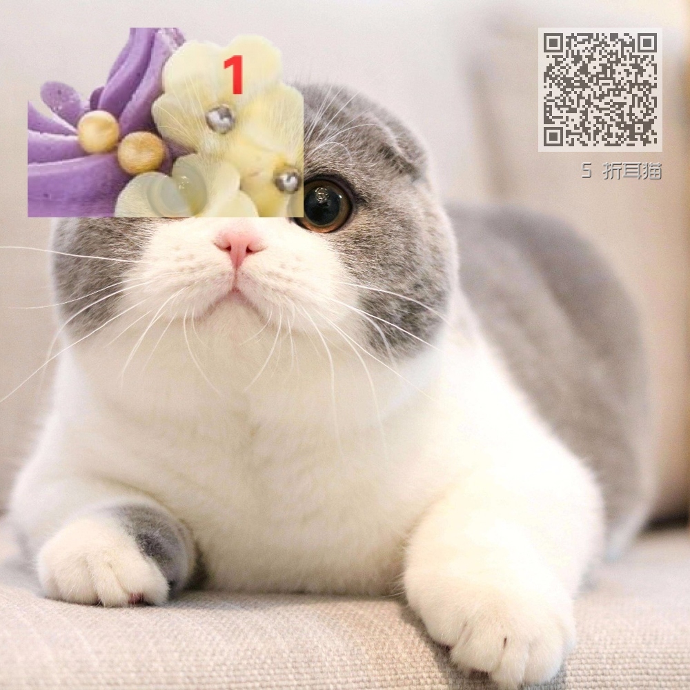 5 折耳猫 5 折耳猫
