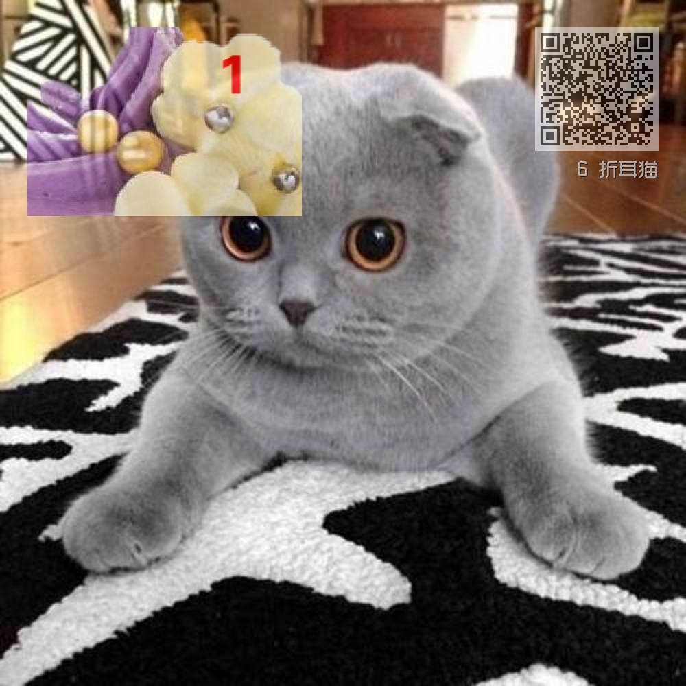 6 折耳猫 6 折耳猫