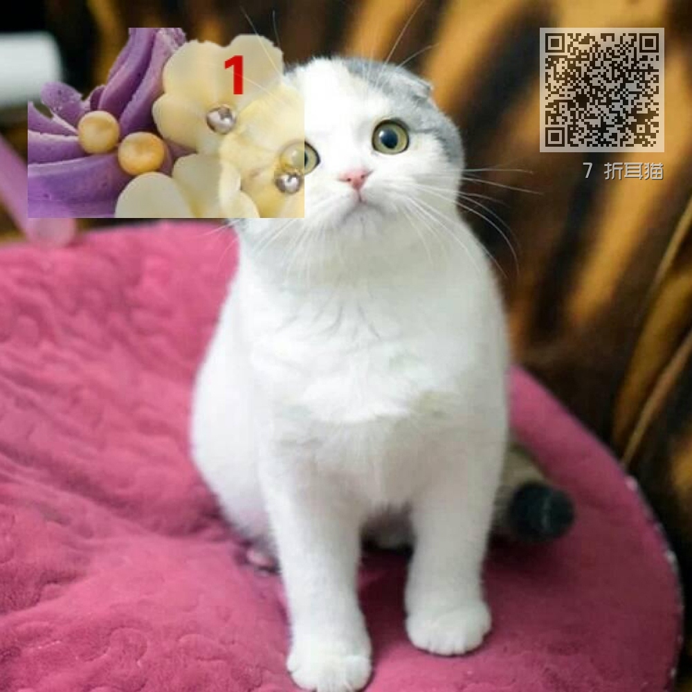 7 折耳猫 7 折耳猫
