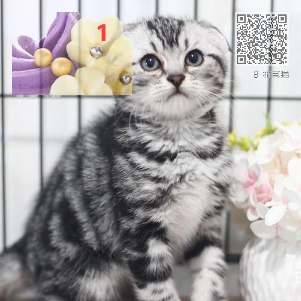 8 折耳猫 8 折耳猫