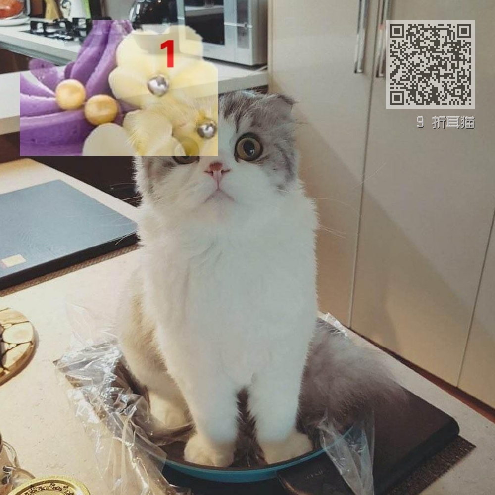 9 折耳猫 9 折耳猫
