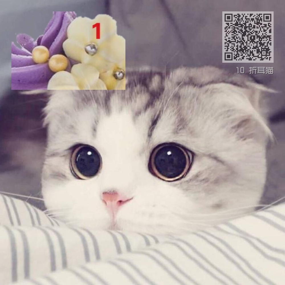 10 折耳猫 10 折耳猫