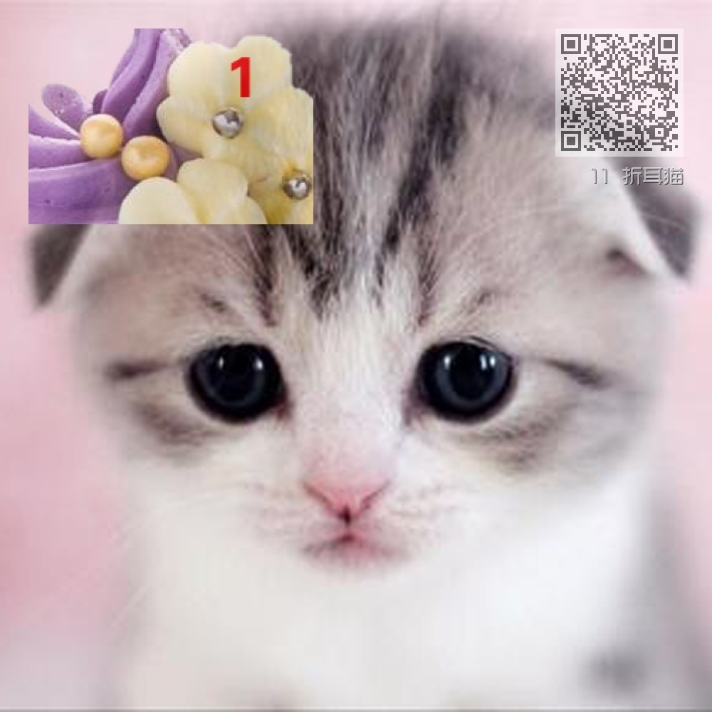 11 折耳猫 11 折耳猫