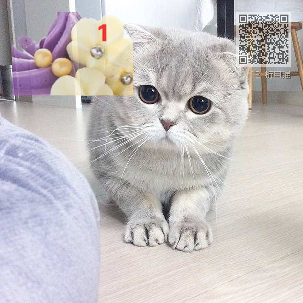 12 折耳猫 12 折耳猫