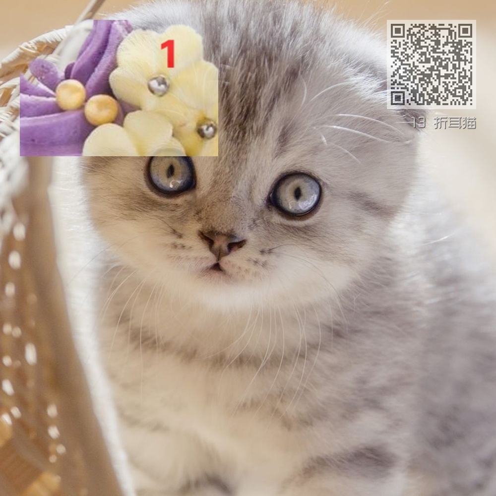 13 折耳猫 13 折耳猫