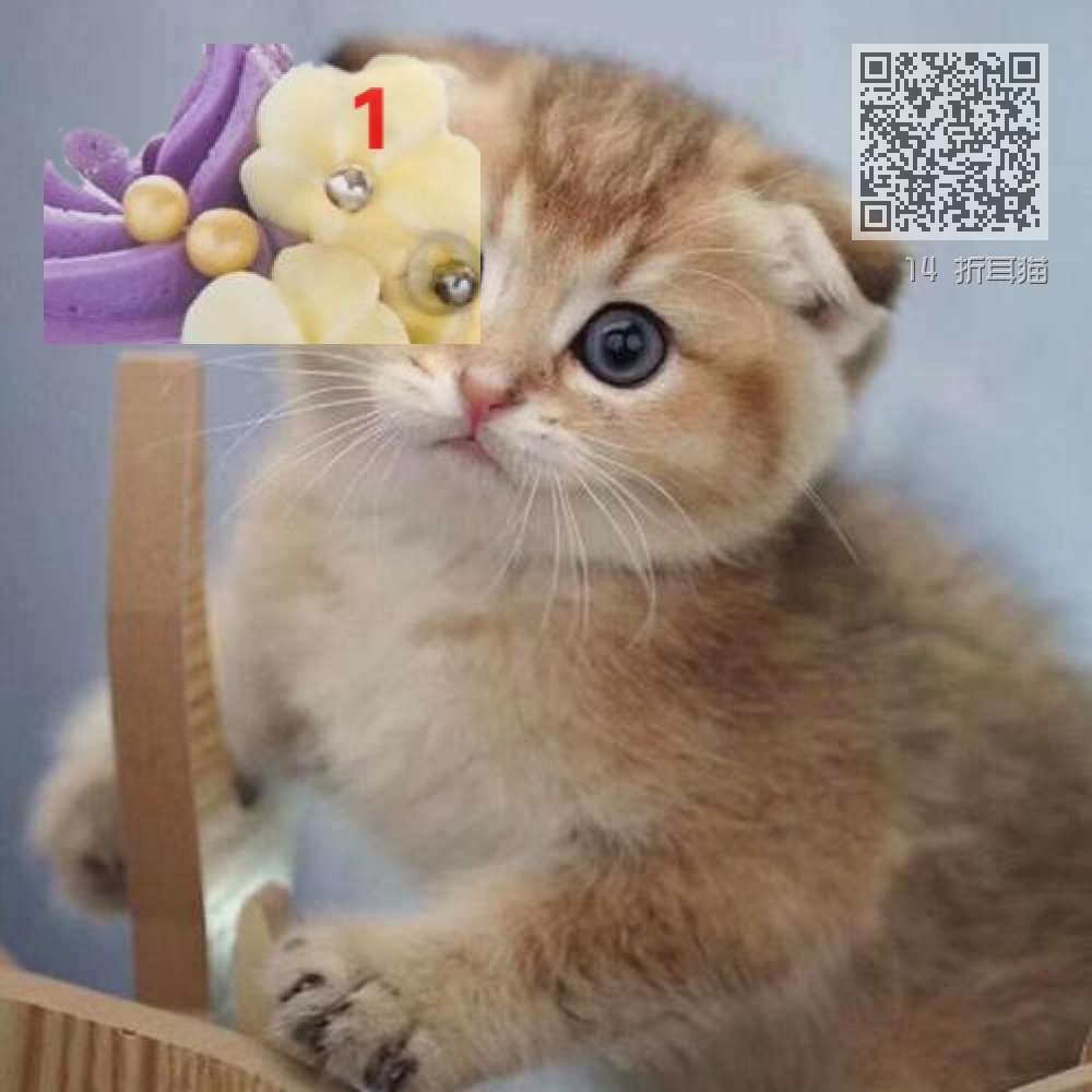 14 折耳猫 14 折耳猫