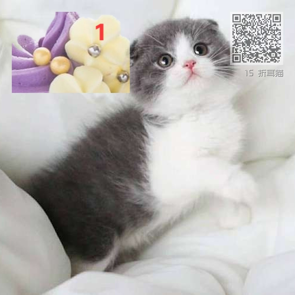 15 折耳猫 15 折耳猫