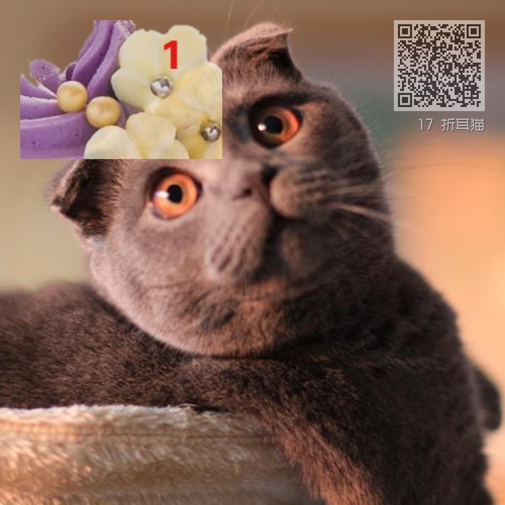 17 折耳猫 17 折耳猫