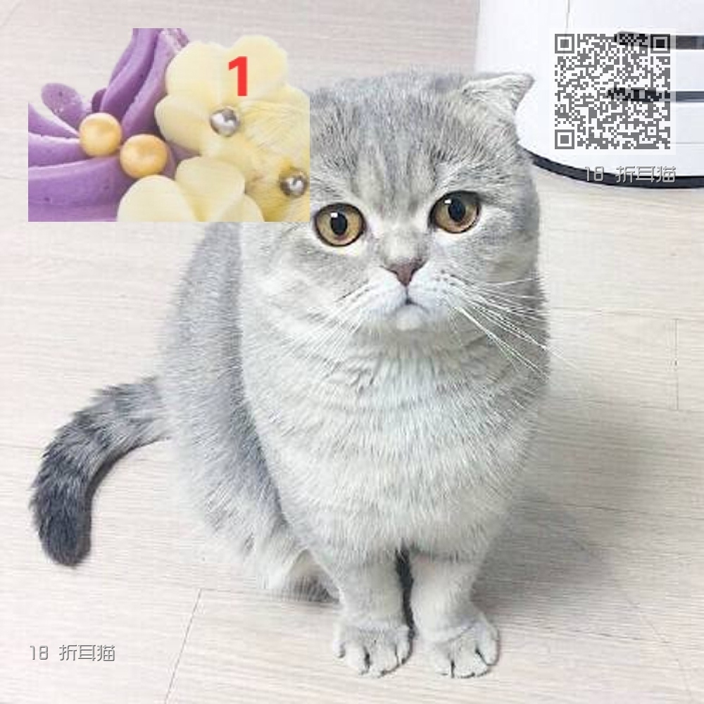 18 折耳猫 18 折耳猫