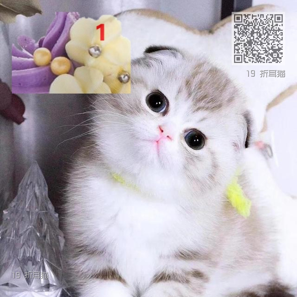 19 折耳猫 19 折耳猫