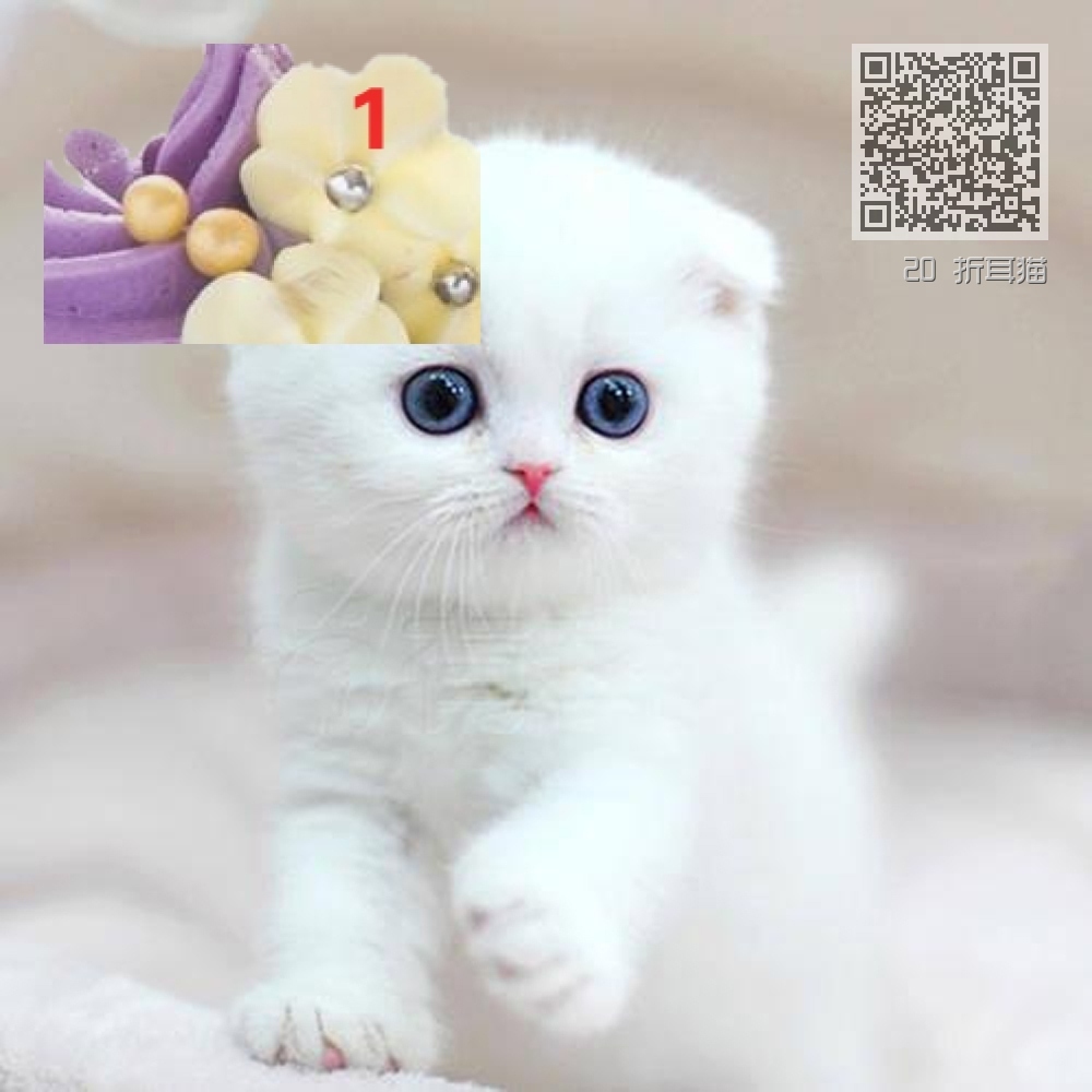 20 折耳猫 20 折耳猫