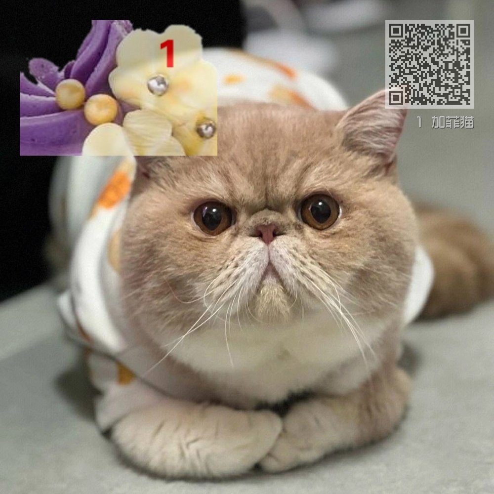 1 加菲猫 1 加菲猫