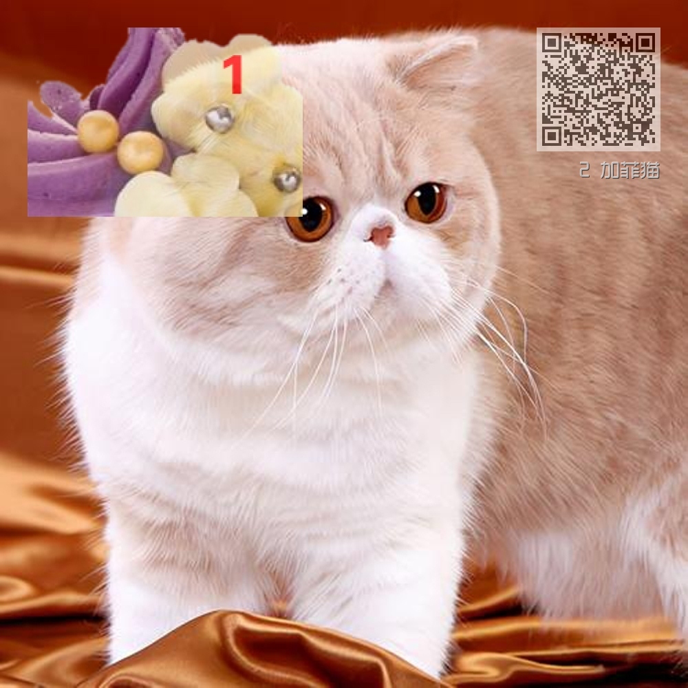2 加菲猫 2 加菲猫