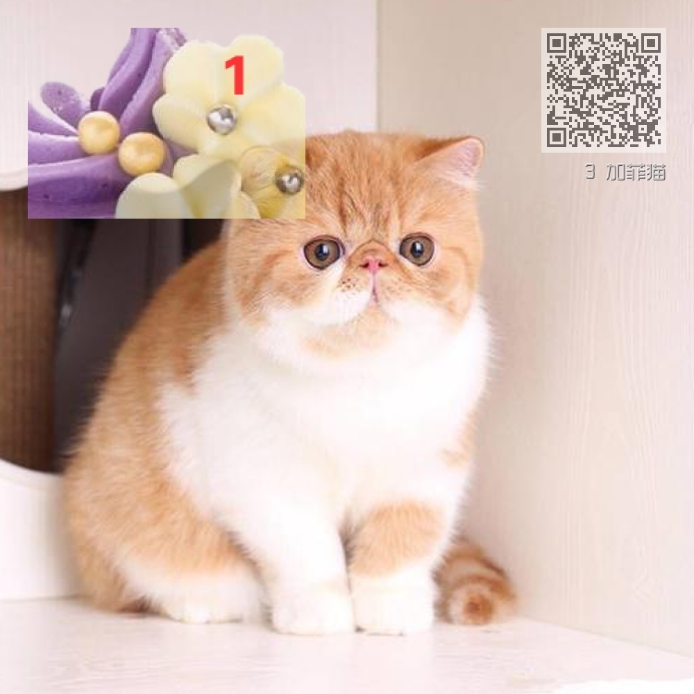 3 加菲猫 3 加菲猫
